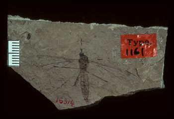 Media type: image;   Entomology PALE-1161 Aspect: full